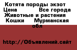 Котята породы экзот › Цена ­ 7 000 - Все города Животные и растения » Кошки   . Мурманская обл.